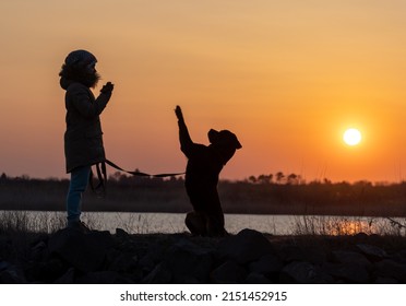 An attentive, strict young girl in a warm beige jacket walks and trains her large obedient active guard dog of the Rottweiler breed against the backdrop of a small calm lake and a bright golden sunset - Powered by Shutterstock