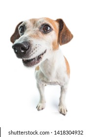 Attentive Suprised Picky Dog Face. White Background. Staring Dog Jack Russell Terrier