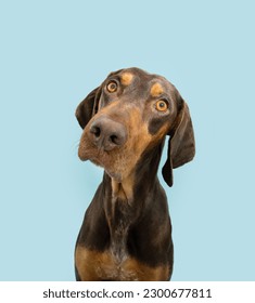 Attentive vizsla mixed-breed puppy dog tilting head side. Isolated on blue pastel background