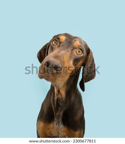 Attentive vizsla mixed-breed puppy dog tilting head side. Isolated on blue pastel background