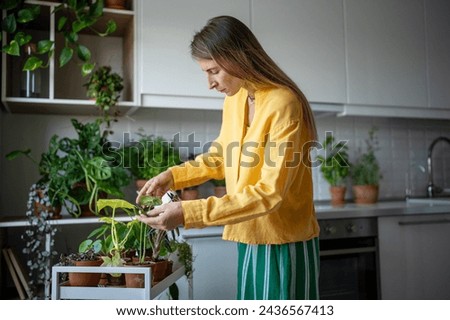 Attentive woman scrutinises growing houseplants. Thoughtful female tenderly tending indoor plants in home kitchen. Harmonious space with green potted plants. Stress relieve growing decoration plants.