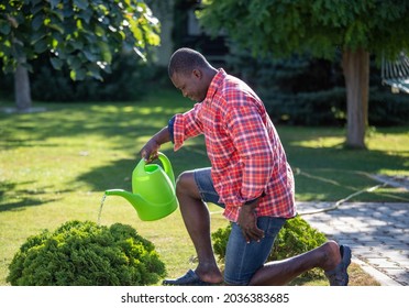 Attractive Afrfo American Man Gardening Outdoors In Summer. Young Gardener Kneeling While Watering Bush.