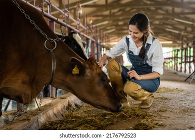 Attractive Asian dairy farmer woman working alone outdoors in farm. Young beautiful woman agricultural farmer feeding herd of cows with hay grass in cowshed with happiness at livestock farm industry.