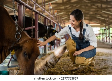 Attractive Asian Dairy Farmer Woman Working Alone Outdoors In Farm. Young Beautiful Woman Agricultural Farmer Feeding Herd Of Cows With Hay Grass In Cowshed With Happiness At Livestock Farm Industry.
