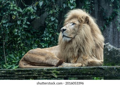 Attractive Beautiful White Lion Sitting.