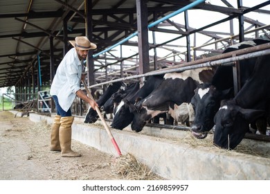 Attractive Caucasian Male Dairy Farmer Working Alone Outdoors In Farm. Young Handsome Male Agricultural Farmer Feeding Herd Of Cows With Hay Grass In Cowshed With Happiness At Livestock Farm Industry.