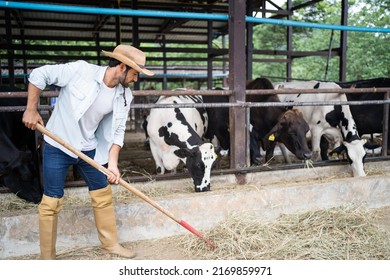 Attractive Caucasian Male Dairy Farmer Working Alone Outdoors In Farm. Young Handsome Male Agricultural Farmer Feeding Herd Of Cows With Hay Grass In Cowshed With Happiness At Livestock Farm Industry.