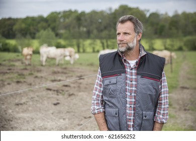 Attractive Farmer In Field Of Cattle