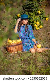 Attractive Fashion Woman In Blue Dress And Hat With Full Basket Colecting Quince Fruits At Plantation Of Quinces