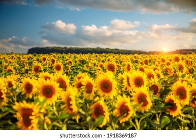 Attractive field with bright yellow sunflowers close up. Location place of Ukraine agricultural region, Europe. Image of ecology concept. Agrarian industry. Photo of cultivation land. Beauty of earth.