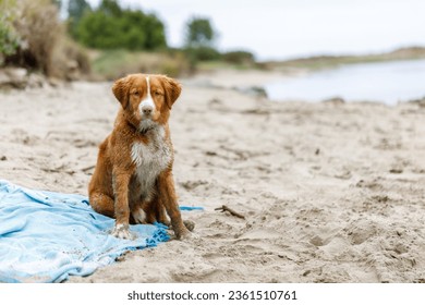 Attractive ginger toller sitting on a blue blanket on the beach. dog at beach is waiting for the owner. Summer holiday vacation with best friend. Animal on sea. Alone dog missing man. a red hair puppy - Powered by Shutterstock