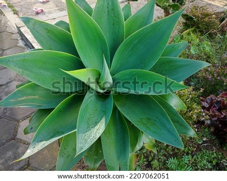 Attractive glaucous leaves of Agave attenuata, Foxtail agave, natural floral background. Beautiful foxtail agave flower.