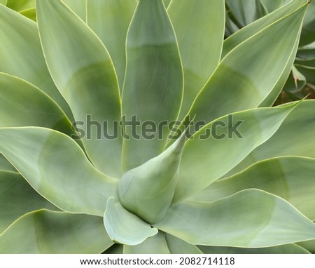 Attractive glaucous-gray leaves of Agave attenuata, Foxtail agave, natural floral background
