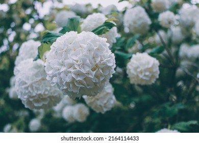 Attractive Japanese Snowball Bush In Bloom.