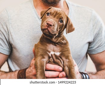Attractive man hugging a young, pretty puppy. Close-up, white isolated background. Studio photo. Concept of care, education, obedience training, raising of pets - Shutterstock ID 1499224223