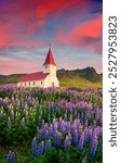 Attractive morning view of Vík i Myrdal Church surrounded blooming lupin flowers in the Vik village. Colorful summer sunrise in Iceland, Europe. Traveling concept background.