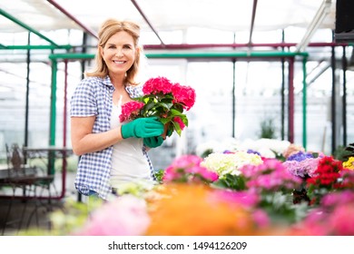 
An Attractive Older Woman Is Looking At Flowers In A Gardening