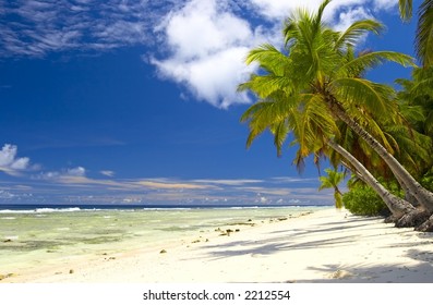 Attractive Palmtrees In Indian Ocean, Maldive Island, Gan