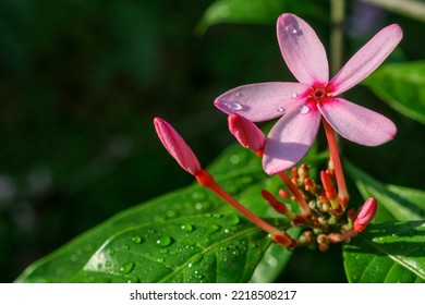 Attractive Pinkish Flowers With 5 Petals Are Planted By NParks, Singapore In Urban Gardens And Children's Playgrounds In Singapore To Boost Mental Wellness Of The People.