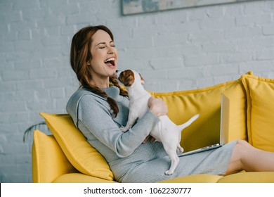 attractive pregnant woman laughing and playing with jack russell terrier in living room