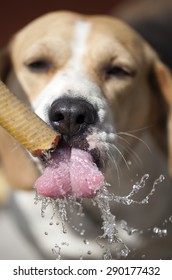 Attractive pure-bred white and brown dog drinking water from hose closeup, vertical picture