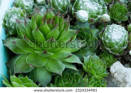 Attractive rosettes of Sempervivum ruthenicum, forever alive, Succulent plant growing on stones and rocky slopes. Other names is houseleeks, liveforever and hen and chicks