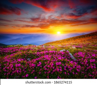 Attractive Scene With Flowering Hills Illuminated By The Sunset. Location Place Carpathian Mountains, Ukraine, Europe. Idyllic Photo Wallpaper. Magic Nature Photography. Discover The Beauty Of World.