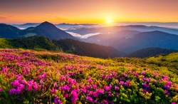 Attractive Summer Sunset With Pink Rhododendron Flowers. Location Place Carpathian Mountains, Ukraine, Europe. Vibrant Photo Wallpaper. Image Of Exotic Landscape. Discover The Beauty Of Earth.