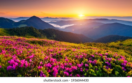 Attractive summer sunset with pink rhododendron flowers. Location place Carpathian mountains, Ukraine, Europe. Vibrant photo wallpaper. Image of exotic landscape. Discover the beauty of earth.