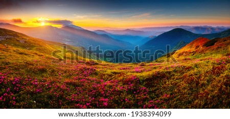 Attractive summer sunset with pink rhododendron flowers. Location place Carpathian mountains, Ukraine, Europe. Vibrant photo wallpaper. Image of exotic landscape. Discover the beauty of earth.