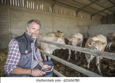 attractive veterinary using a digital tablet in a barn
