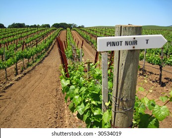 Attractive Vineyard In California's Napa Valley In The Spring With New Growth