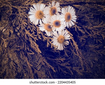 Attractive Wallpaper Of Tiny Daisy Flowers On Dry Cypress.