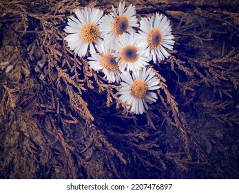 Attractive Wallpaper Of Tiny Daisy Flowers On Dry Cypress.