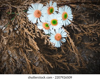 Attractive Wallpaper Of Tiny Daisy Flowers On Dry Cypress.