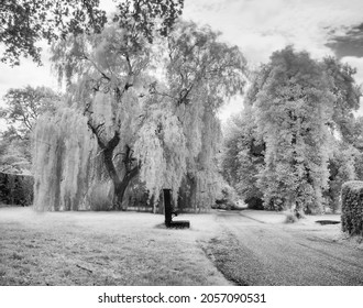 Attractive Willow Tree And Old Water Pump In Arley Hall Grounds, Cheshire, UK