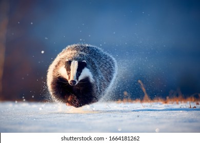 Attractive winter scene with badger. European badger (Meles meles) running on the snow. Animal in nature habitat. 