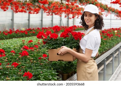 Attractive woman with dark curly hair arranging house plants at greenhouse. Female gardener in cap and apron holding box with red flowers in pots. Floristic concept. - Powered by Shutterstock