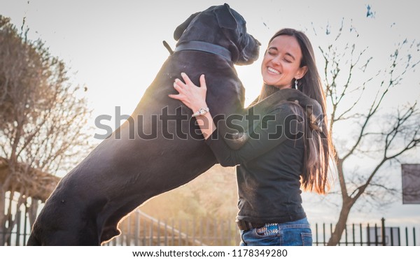 Attractive woman and her large dog jumping up on\
her. Great dane.