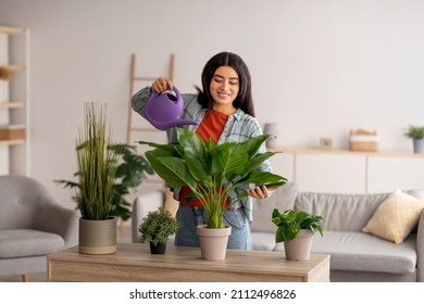 Attractive young Arab lady watering green houseplants in living room. Beautiful middle Eastern woman with waterpot taking care of home plants. Gardening, cozy atmoshpere concept