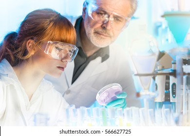 Attractive Young Female Scientist And Her Senior Male Supervisor Looking At The Cell Colony Grown In The Petri Dish In The Life Science Research Laboratory