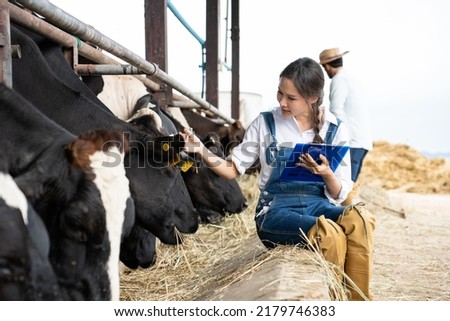Attractive young man and woman dairy farmer working outdoors in farm. Beautiful agricultural farmer two friend couple walk in cowshed with happiness then examine cows animal at livestock farm industry