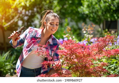 Attractive young woman trimming decorative red acer. Female gardener using hand shears to prune tree. - Powered by Shutterstock