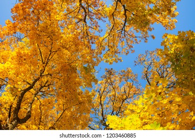 747 Atumn Trees Images, Stock Photos & Vectors | Shutterstock