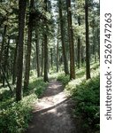 ATV trail in Bridger Mountain range by Bozeman Montana in summer through pine forest