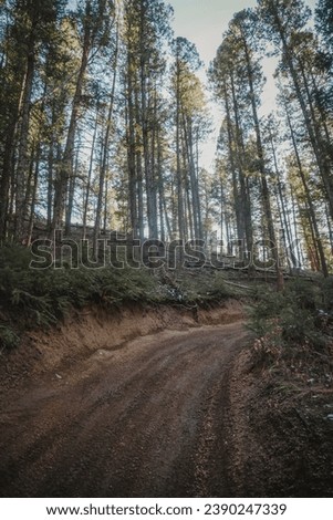 ATV trail through Pike national Forest in Sedalia Colorado looking up through pine trees