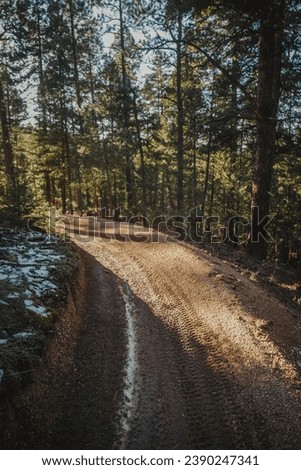 ATV trail through Pike national Forest in Sedalia Colorado with patch of sunlight