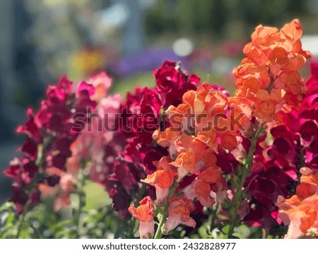 ATVADA Snapdragon Seeds snapdragon,spring plant,open flowers,dragon and phoenix,spring flower.