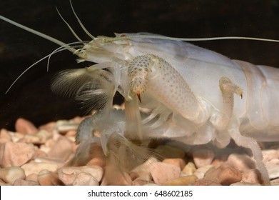 Atya Gabonensis (African Filter Shrimp), A Species Of Freshwater Shrimp From West Africa And South America. It Is A Filter Feeder That Uses Feather-like Claspers To Filter Particles 