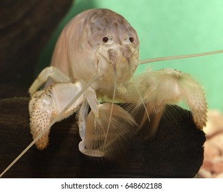 Atya Gabonensis (African Filter Shrimp), A Species Of Freshwater Shrimp From West Africa And South America. It Is A Filter Feeder That Uses Feather-like Claspers To Filter Particles 